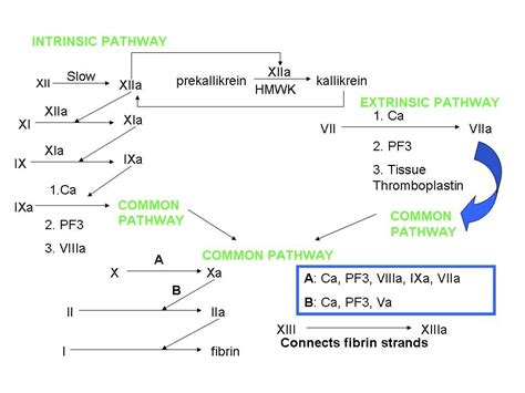 Secondary Hemostasis Diagram | Quizlet