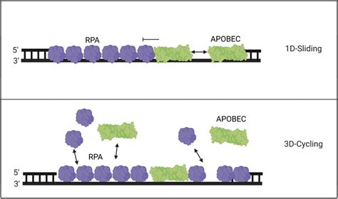 Model Of Competitive Binding Of Apobecs And Rpa The Tight Binding Of