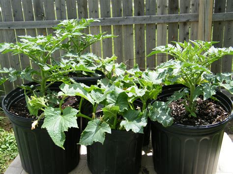 These Patio Tomatoes And Pickling Cucumbers Did Outstanding In These Re