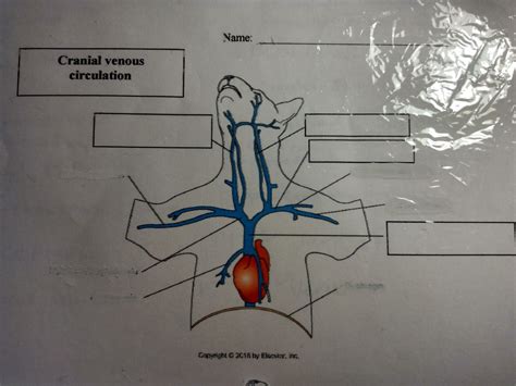 Bio Cranial Venous Diagram Quizlet