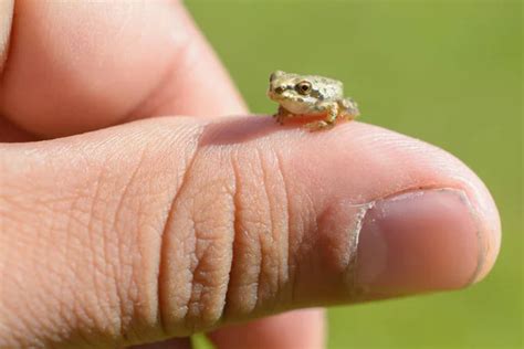 Im Genes De Very Small Frog Fotos De Very Small Frog Sin Royalties