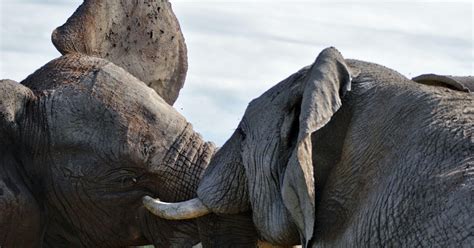 Safaris de 3 días en el Parque Nacional de Amboseli GetYourGuide