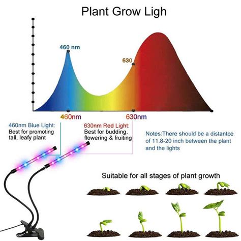 Do You Need Full Spectrum Grow Lights Youll Want To Provide Both Blue