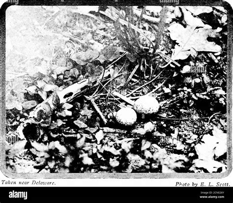 Woodpeckers And Flickers Black And White Stock Photos Images Alamy