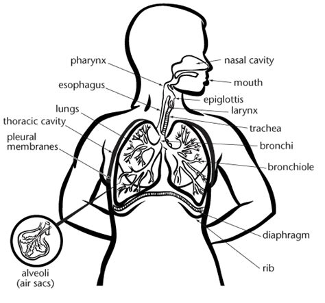 Respiratory System Drawing | Free download on ClipArtMag