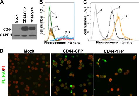 Binding Of Exogenous Fl Ha By Cos Cells Transfected With Cd