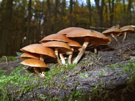 7 of the World’s Most Poisonous Mushrooms | Britannica