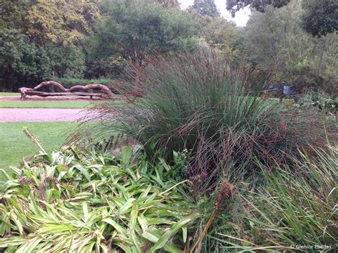Elegia tectorum – PLANTBOOK