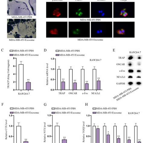 Exosomes Derived From Zoledronic Acid Treated MDA MB 453 Cells