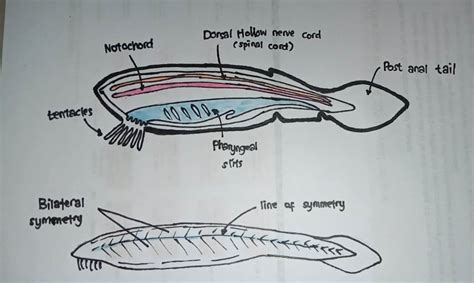 Solved Student Name Chordate Drawing Directions In The Space Below