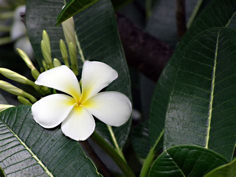 Banco De Imagens Natureza Flor Plantar Branco Folha Flor P Tala