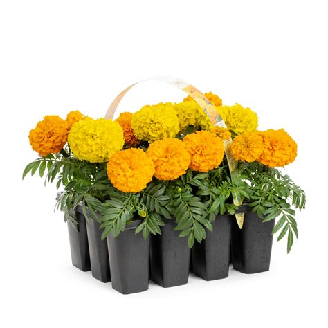 Lowes Drought Tolerant Plants Flowering Drought Tolerance Plants,