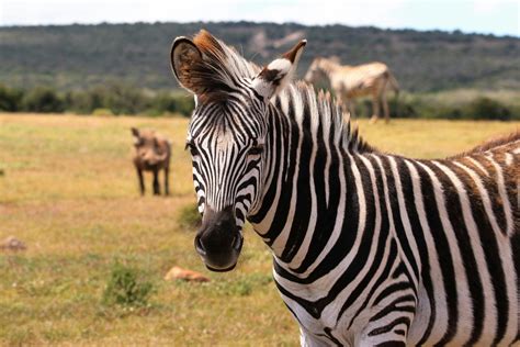 Foto Gratuita Di Africa Ambiente Animale Selvatico