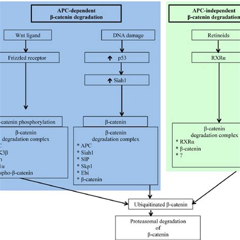 Schematic Representation Of Apc Dependent And Independent