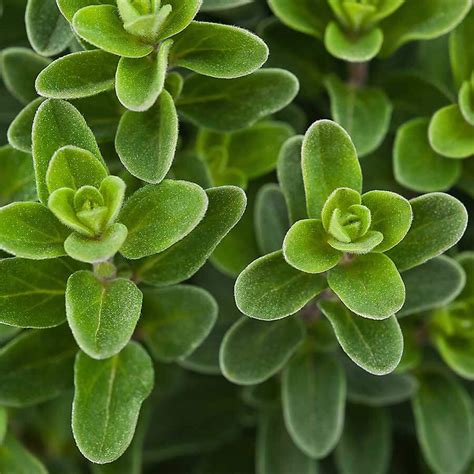 Marjoram Chefin Australia