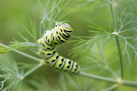 What Do Caterpillars Eat A Concise Guide To Their Diet