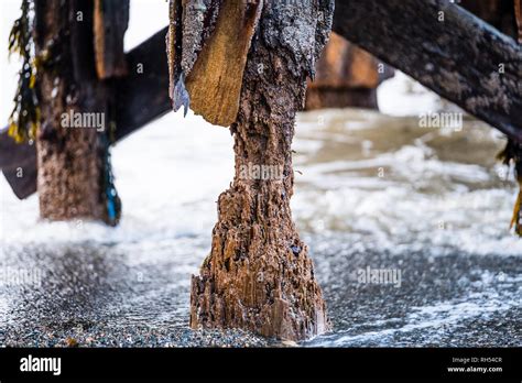 Termites of the Sea: The severley degraded and Teredo worm-attacked ...