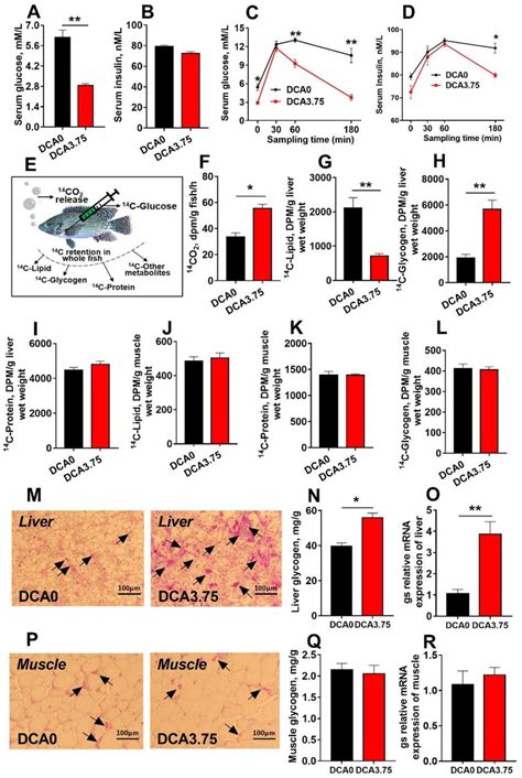 The Effects Of Dichloroacetate DCA On The Glucose Oxidation