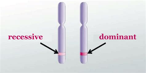 Allele Definition Javatpoint