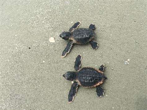 Loggerhead turtles headed for record-breaking season