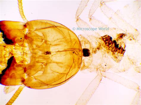 Dissecting Microscope Specimen