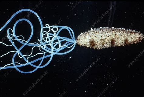 cucumber digestive system  guillermo wilbur blog