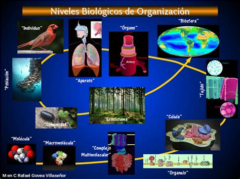 Biología1 C201 Niveles de Organización de la Materia 1