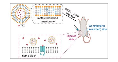 Methyl-Branched Liposomes as a Depot for Sustained Drug Delivery | Nano ...