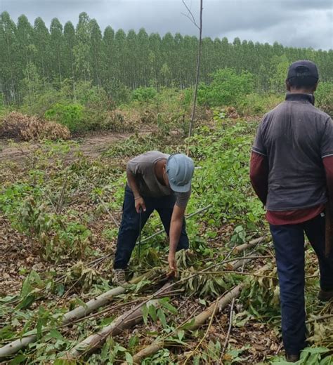 Mpt Resgata Trabalhadores Em Situa O An Loga Escravid O Em Fazenda