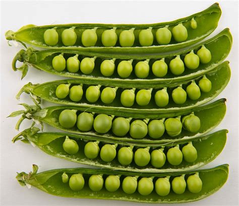 What makes the perfect English PEA? (complete version) – GCSEEnglish.uk