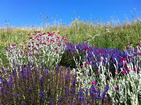 Free Images Landscape Nature Sky Field Meadow Prairie Flower