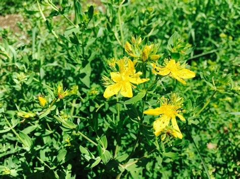 HYPERICUM PERFORATUM HIPÉRICO O HIERBA DE SAN JUAN