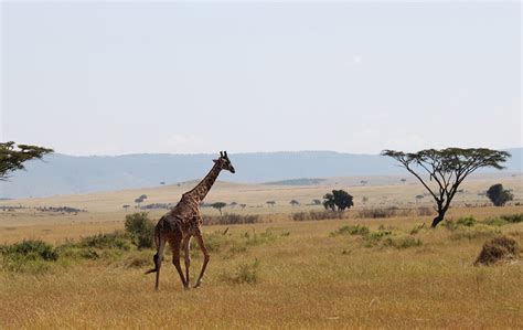 How can we save the savanna ecosystem? | AMNH