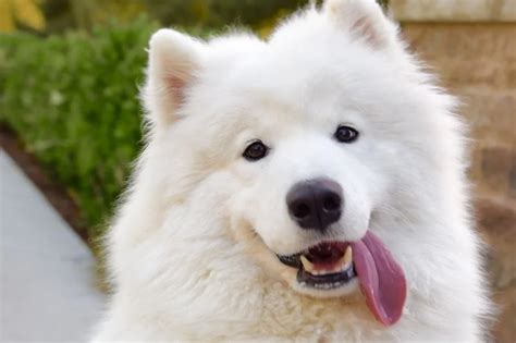 12 Top Samoyed Mixes: Which Of Them Is An Excellent Choice?