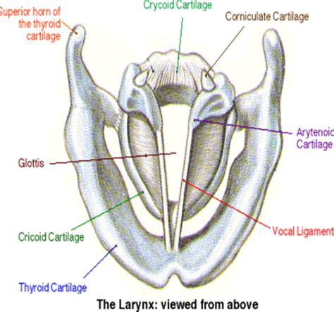 The Larynx Flashcards Quizlet