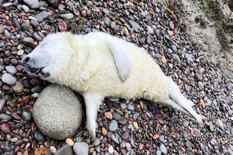 Seal Pup Rescued From Underneath Car - Island FM