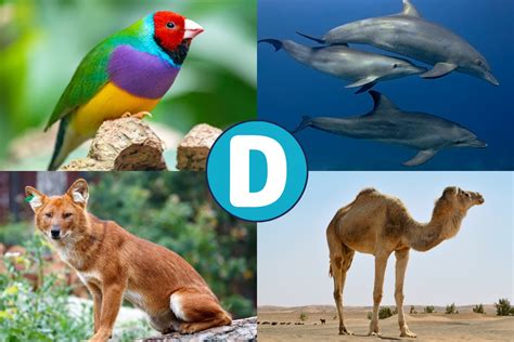 Animal Que Comeca Com D - 10 animales sorprendentes que inician con la letra D | Mascotario