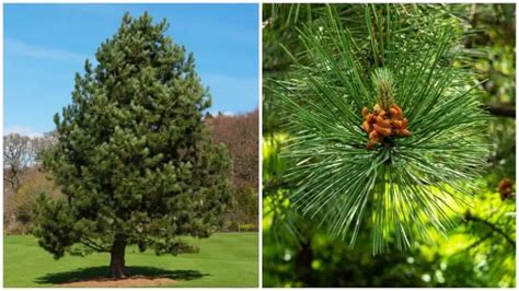 38 Different Types of Pine Trees & Their Identifying Features