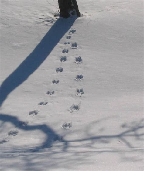 grey squirrel tracks in deep snow – OFNC