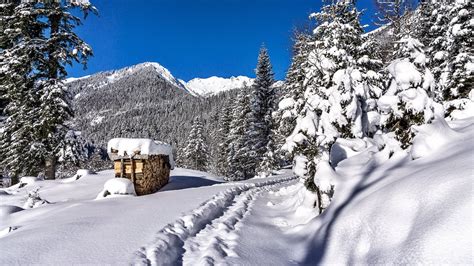 Cold Temperature Covered Outdoors Snow Tree European Alps Ice