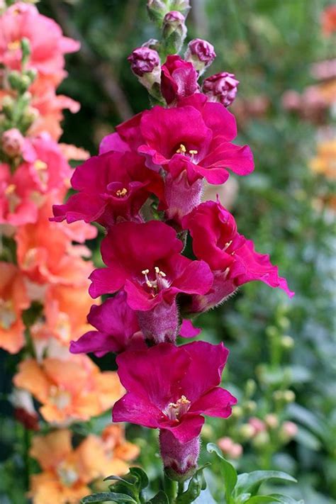 Snapdragon Chantilly Purple Seeds Non Gmo Non Etsy