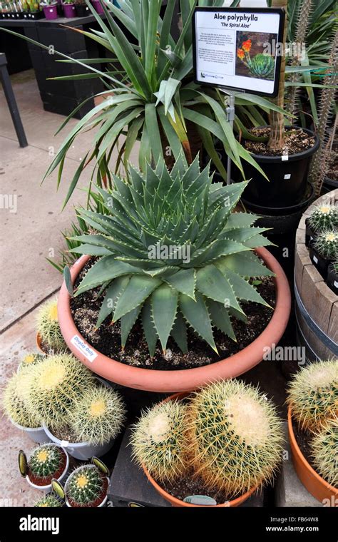 Aloe Polyphylla Or Also Known As The Spiral Aloe Together With Barrel