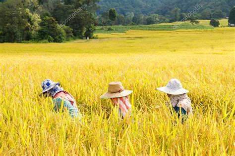 Farmers Harvest Rice In Rice Fields Stock Photo By Bubbers