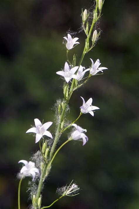 Rampion Campanula Rapunculus Photograph By Paul Harcourt Davies Pixels