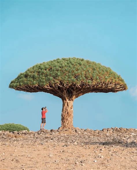 Socotra Island In Yemen