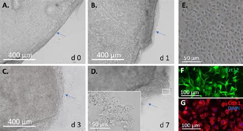 Figure 4 From Mouse Corneal Epithelial And Stromal Cell Isolation And