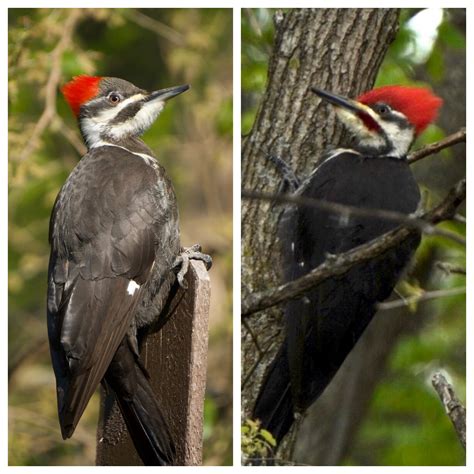 Female Pileated Woodpecker