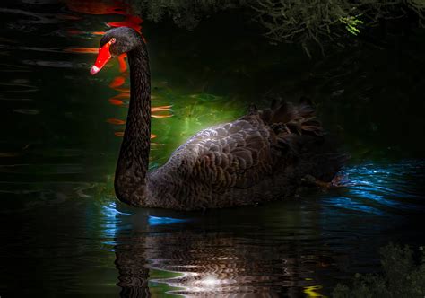 The Black Swan Photograph By Mark Andrew Thomas Fine Art America