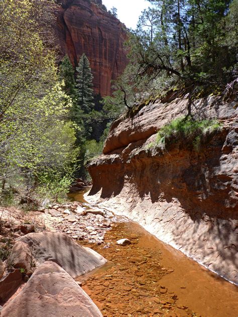 Overgrown ravine: La Verkin Creek Trail, Zion National Park, Utah