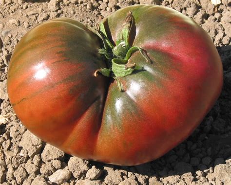 Black Heirloom Tomato Seeds Organic Black Tomato Seeds